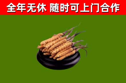 铅山回收散虫草
