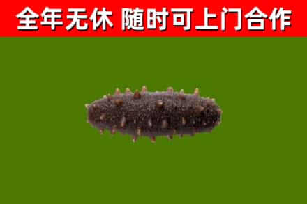 铅山回收海参干